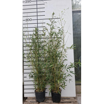 Phyllostachys aureosulcata 'Spectabilis' F00008515