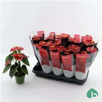 Anthurium andr  royal champion Royal Red Big Flowers Champion 4 fl 40cm 12cm Q416