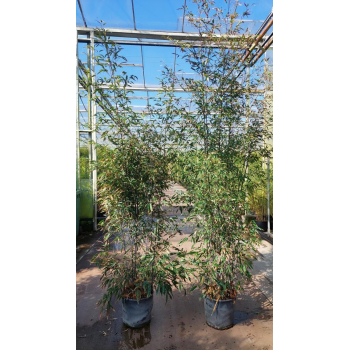Phyllostachys nigra F00008524