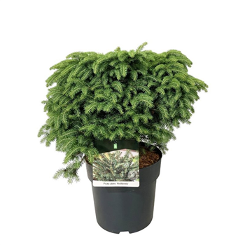 Picea abies 'Nidiformis' F00008772