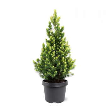 Picea glauca 'Rainbows End' F00008737