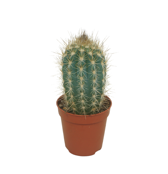Pilosocereus braunii F00001528
