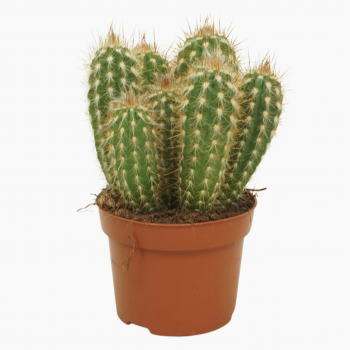 Pilosocereus gounellei F00001768