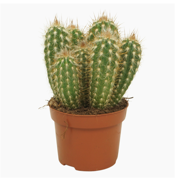 Pilosocereus gounellei F00001768
