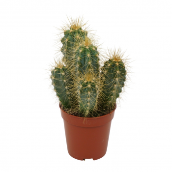 Pilosocereus pachycladus F00001527