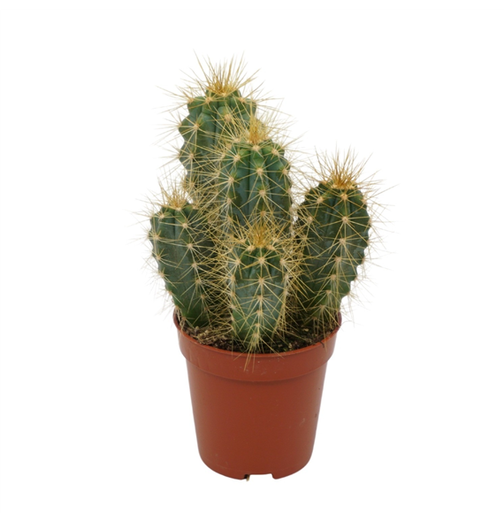 Pilosocereus pachycladus F00001527
