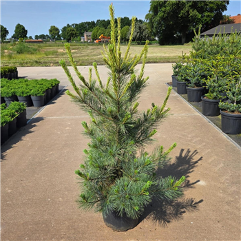 Bor(Pinus) monticola 'Ammerland' F00008689