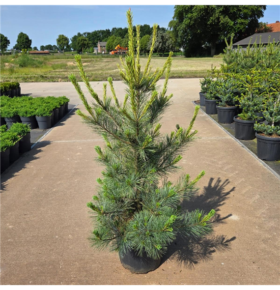 Bor(Pinus) monticola 'Ammerland' F00008689