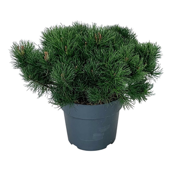 Bor(Pinus) mugo 'Pumilio' F00008746