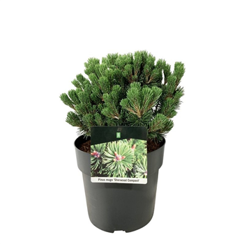 Bor(Pinus) mugo 'Sherwood Compact' F00008765