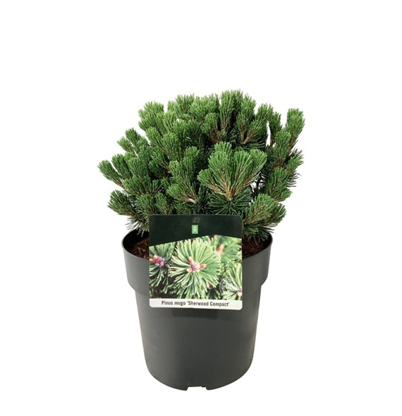 Bor(Pinus) mugo 'Sherwood Compact' F00008765