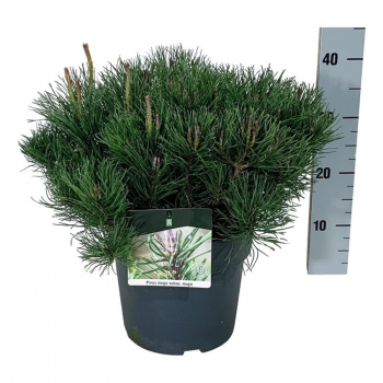 Bor(Pinus) mugo subsp mugo F00006948