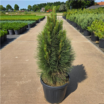 Bor(Pinus) nigra 'Green Tower' F00008686
