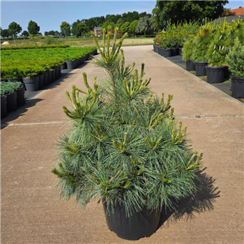 Bor(Pinus) strobus 'Macopin' F00008688