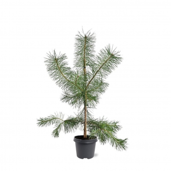 Bor(Pinus) sylvestris F00008263