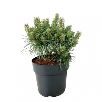 Bor(Pinus) sylvestris 'Blue Pearl' F00008776