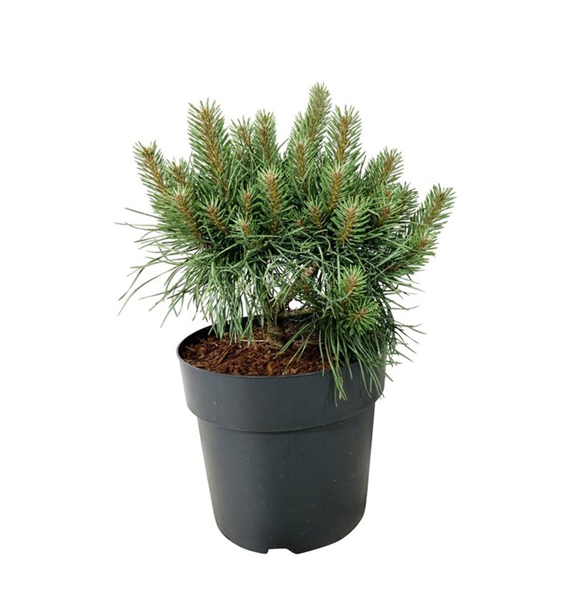 Bor(Pinus) sylvestris 'Blue Pearl' F00008776