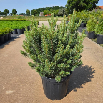 Bor(Pinus) sylvestris 'Watereri' F00008687