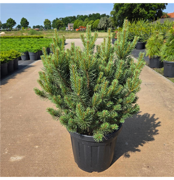 Bor(Pinus) sylvestris 'Watereri' F00008687