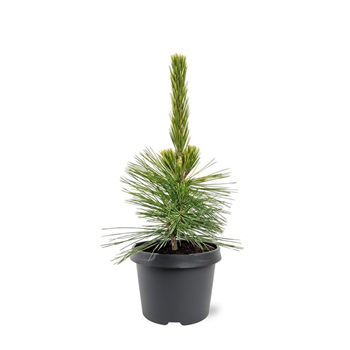 Bor(Pinus) thunbergii 'Ogon' F00008738