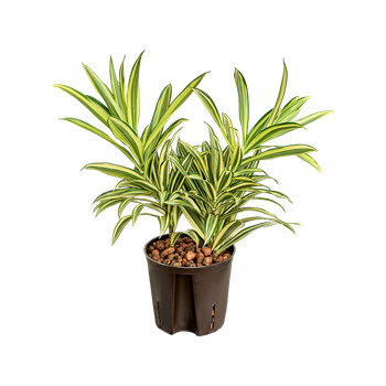 Pleomele (Dracena) reflexa 'Song of India' 2PLSI2T13