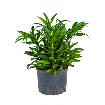 Pleomele (Dracena) reflexa 'Song of Jamaica' 1PLSJBP25