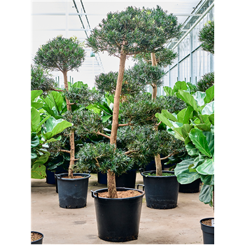 Podocarpus macrophyllus 4POMASS67