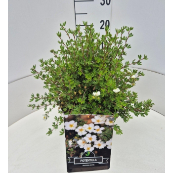Potentilla fruticosa 'Abbotswood' F00008780