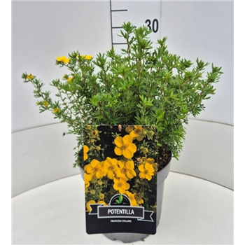 Potentilla fruticosa 'Goldfinger' F00008878
