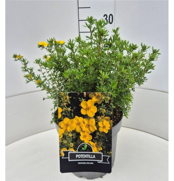 Potentilla fruticosa 'Goldfinger' F00008878