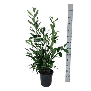 Prunus laurocerasus 'Caucasica' F00007104