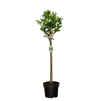 Prunus laurocerasus 'Caucasica' F00008849