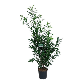 Prunus laurocerasus 'Caucasica' F00008742