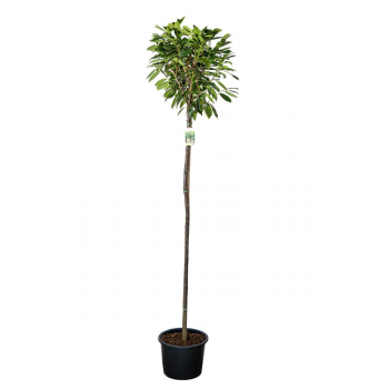 Prunus laurocerasus 'Caucasica' F00008852