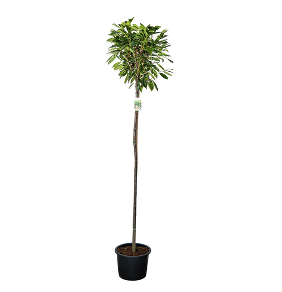 Prunus laurocerasus 'Caucasica' F00008852