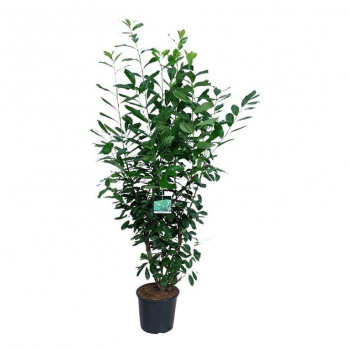 Prunus laurocerasus 'Novita' F00008744