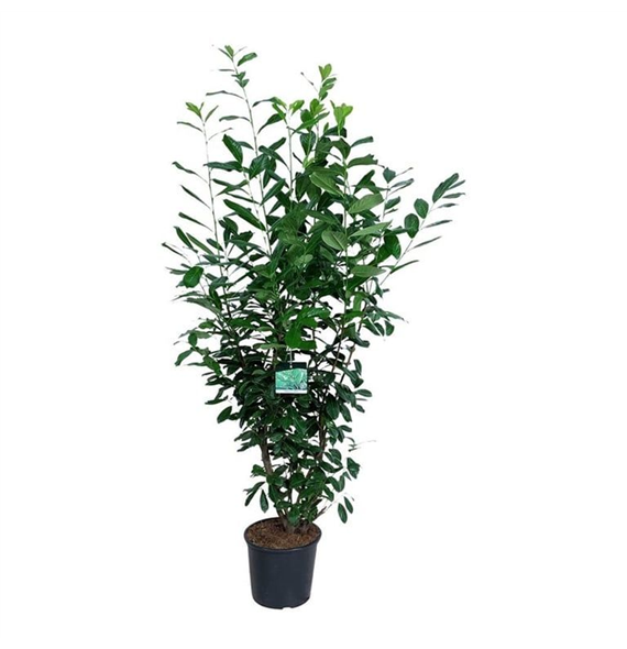 Prunus laurocerasus 'Novita' F00008744