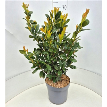 Prunus laurocerasus 'Rentan' F00008600
