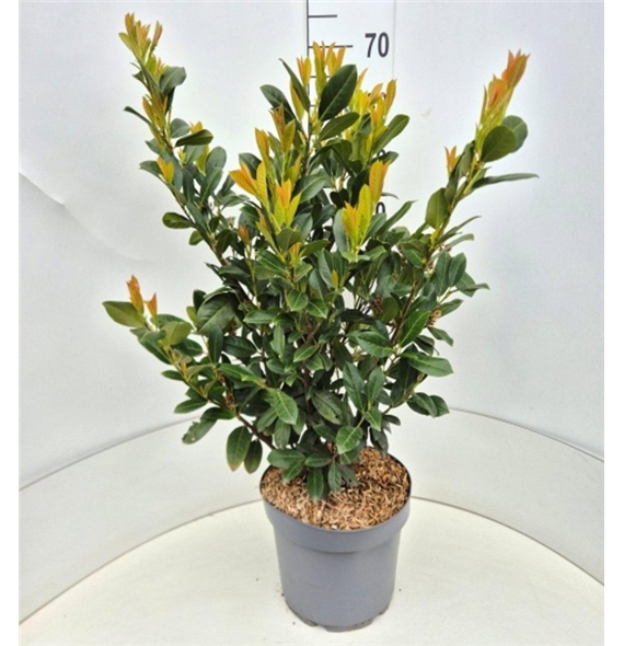 Prunus laurocerasus 'Rentan' F00008600