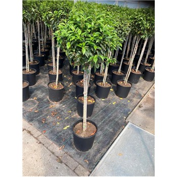 Prunus lusitanica 'Angustifolia' F00008902
