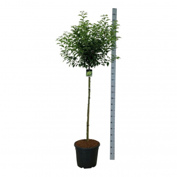 Prunus lusitanica 'Brenelia' F00008757