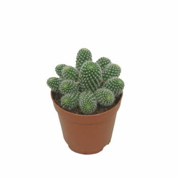 Rebutia muscula F00001534