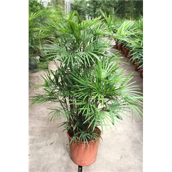 Rhapis humilis F00005366