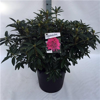 Rhododendron 'Anah Kruschke' F00008717