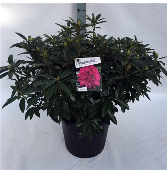 Rhododendron 'Anah Kruschke' F00008717