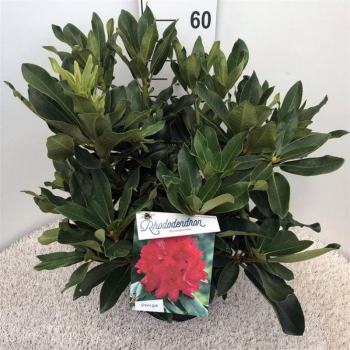 Rhododendron 'Markeeta's Prize' F00008712