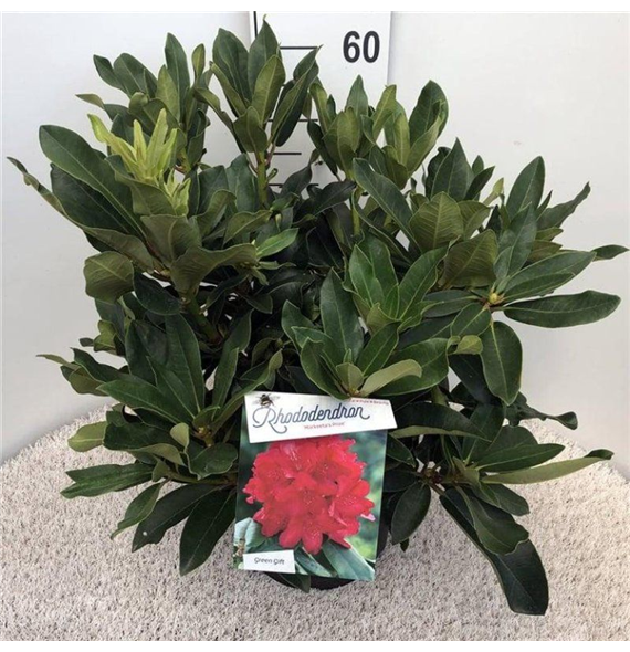 Rhododendron 'Markeeta's Prize' F00008712