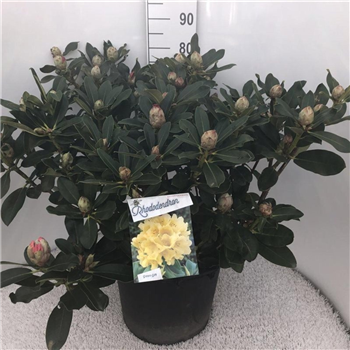 Rhododendron 'Horizon Monarch' F00008716