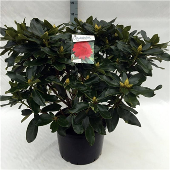 Rhododendron 'Markeeta's Prize' F00008711