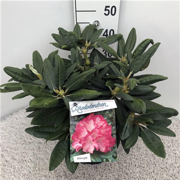 Rhododendron Yakushimanum 'Fantastica' F00008706